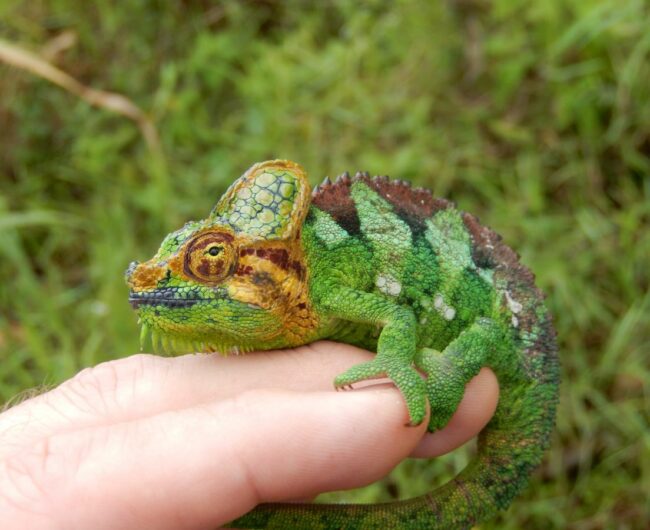 1 Chameleon