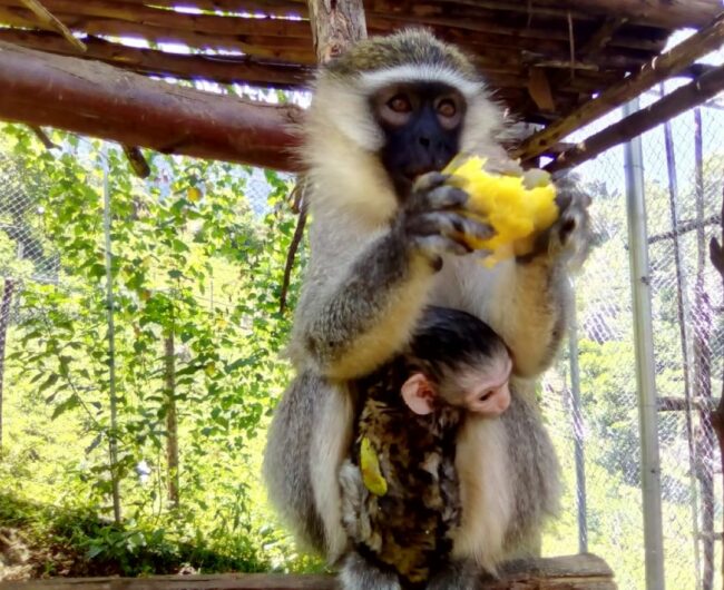 1 baby monkey and mom