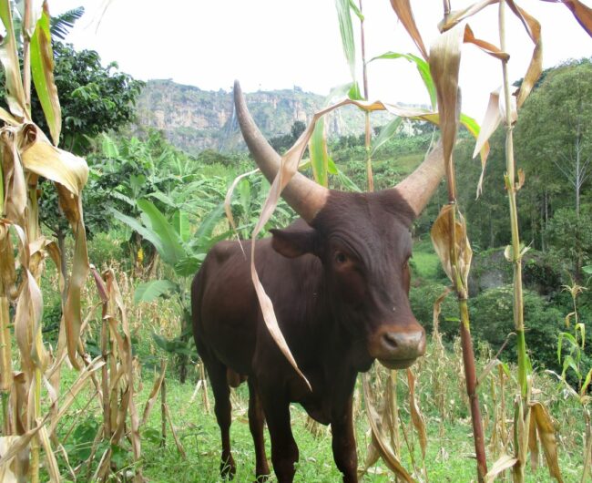 1 big cow 2
