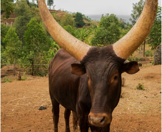 1 big cow