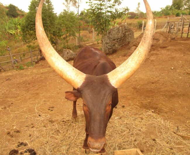 1 big cow face