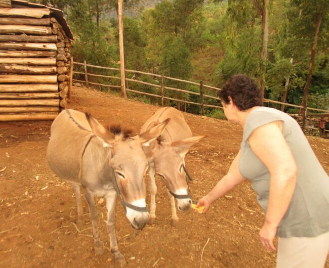 1 donkeys