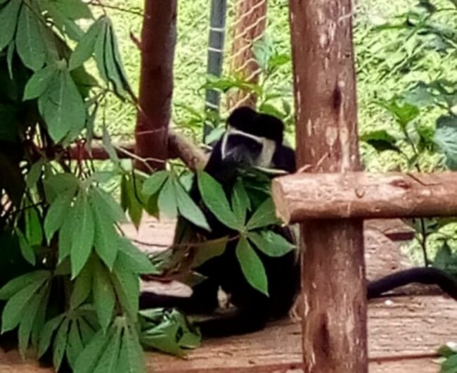 1 feeding on greens