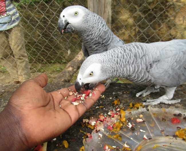 1 parrots 2