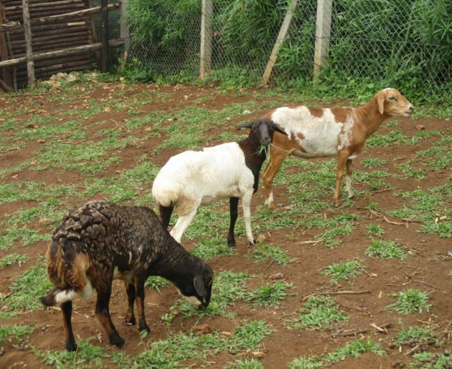 1 sheep
